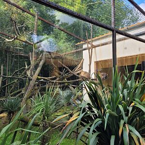 Black-and-gold howler exhibit -Zoo du bassin d'Arcachon (2024)