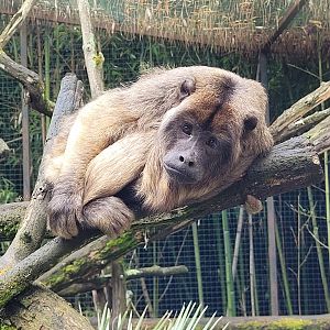 Black-and-gold howler -Zoo du bassin d'Arcachon (2024)