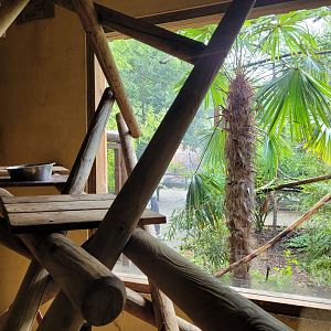 Paraguayan tamandua and Goeldi's marmoset indoors exhibit -Zoo du bassin d'Arcachon (2024)
