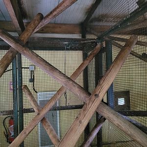 Colombian black spider monkey indoors exhibit -Zoo du bassin d'Arcachon (2024)