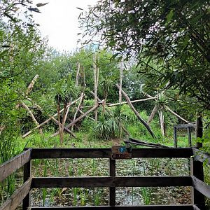 Colombian black spider monkey viewing area -Zoo du bassin d'Arcachon (2024)