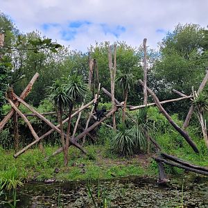 Colombian black spider monkey exhibit -Zoo du bassin d'Arcachon (2024)