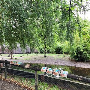 Giant anteater, Bolivian squirrel monkey and waterfowl exhibit -Zoo du bassin d'Arcachon (2024)