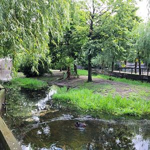 Giant anteater, Bolivian squirrel monkey and waterfowl exhibit -Zoo du bassin d'Arcachon (2024)