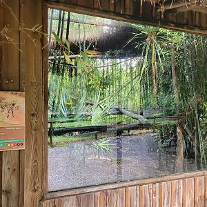 Serval viewing -Zoo du bassin d'Arcachon (2024)