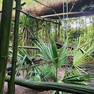 Serval exhibit -Zoo du bassin d'Arcachon (2024)