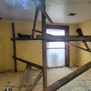 Yucatan margay exhibit -Zoo du bassin d'Arcachon (2024)