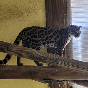 Yucatan margay -Zoo du bassin d'Arcachon (2024)