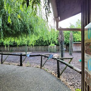 Capybara and Darwin's rhea exhibit -Zoo du bassin d'Arcachon (2024)