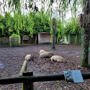 Capybara and Darwin's rhea exhibit -Zoo du bassin d'Arcachon (2024)