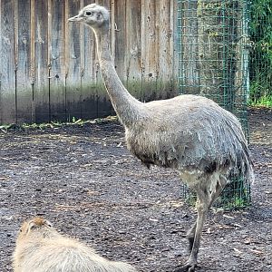 Darwin's rhea -Zoo du bassin d'Arcachon (2024)
