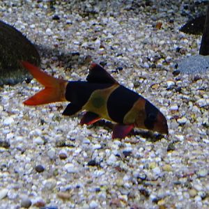 Clown loach (Chromobotia macracanthus)