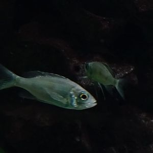 (Dewindt`s cichlid (Aulonocranus dewindti) ?