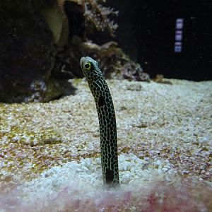 Spotted Garden Eel (Heteroconger hassi)