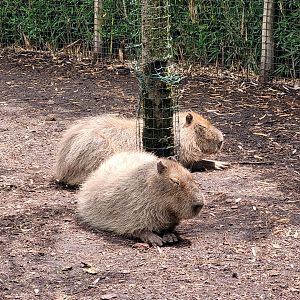 Capybara -Zoo du bassin d'Arcachon (2024)