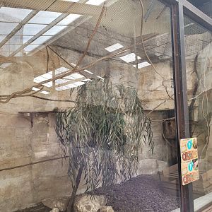Pygmy marmoset and Six-banded armadillo exhibit -Zoo du bassin d'Arcachon (2024)
