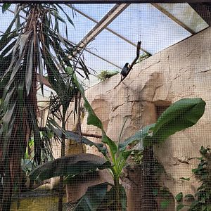 Channel-billed toucan exhibit -Zoo du bassin d'Arcachon (2024)