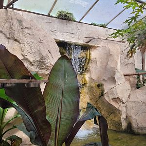 Channel-billed toucan exhibit -Zoo du bassin d'Arcachon (2024)
