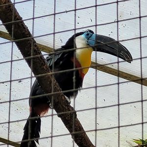 Channel-billed toucan -Zoo du bassin d'Arcachon (2024)