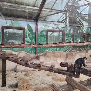 White-faced capuchin exhibit -Zoo du bassin d'Arcachon (2024)
