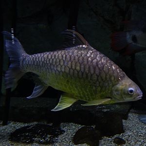 Lemon barb  (Hypsibarbus wetmorei)