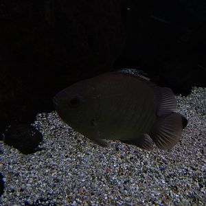 Malayan leaffish (Pristolepis fasciata)