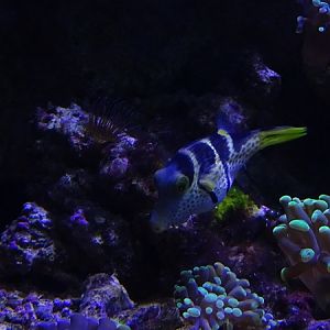 Valentin's sharpnose puffer (Canthigaster valentini)