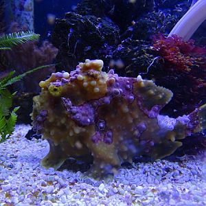 Warty frogfish (Antennarius maculatus)