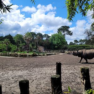 Indian rhinoceros exhibit with gibbon island in the middle of the lake -Zoo du bassin d'Arcachon (2024)