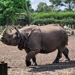 Indian rhinoceros -Zoo du bassin d'Arcachon (2024)
