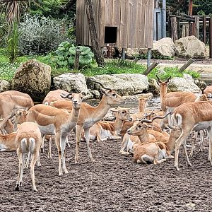 Blackbucks -Zoo du bassin d'Arcachon (2024)