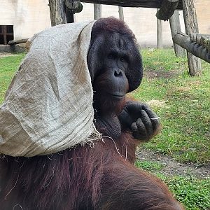 Bornean orangutan -Zoo du bassin d'Arcachon (2024)