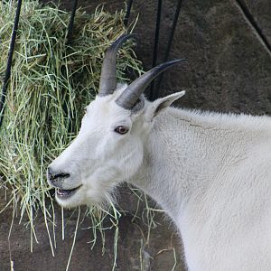 Mountain Goat (Oreamnos americanus)