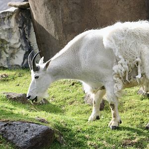 Mountain Goat (Oreamnos americanus)