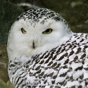 Snowy Owl (Bubo scandiacus) female
