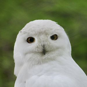 Snowy Owl (Bubo scandiacus) male