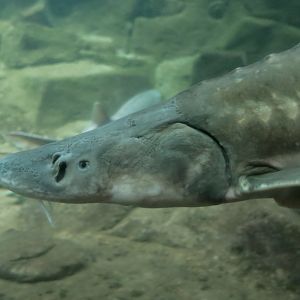 White Sturgeon (Acipenser transmontanus)