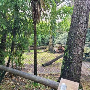 Snow leopard exhibit -Zoo du bassin d'Arcachon (2024)