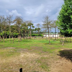 African bush elephant exhibit -Zoo du bassin d'Arcachon (2024)