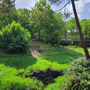 White lion exhibit -Zoo du bassin d'Arcachon (2024)