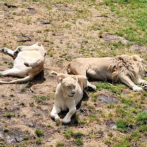 White lions -Zoo du bassin d'Arcachon (2024)