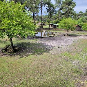Forest buffalo exhibit -Zoo du bassin d'Arcachon (2024)