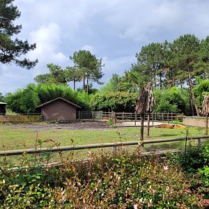 Forest buffalo exhibit -Zoo du bassin d'Arcachon (2024)