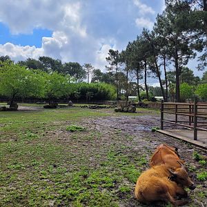 Forest buffalo exhibit -Zoo du bassin d'Arcachon (2024)