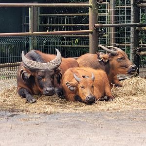 Forest buffaloes -Zoo du bassin d'Arcachon (2024)