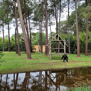 Chimpanzee exhibit -Zoo du bassin d'Arcachon (2024)