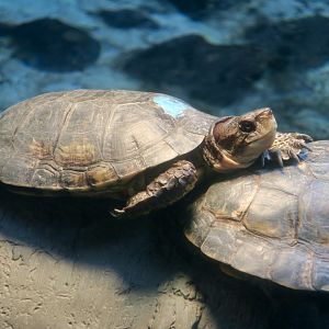 Western Pond Turtle (Actinemys marmorata)