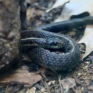 Northwestern Garter Snake (Thamnophis ordinoides)