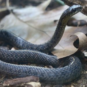 Northwestern Garter Snake (Thamnophis ordinoides)