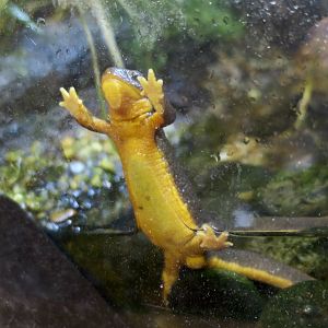 Rough-Skinned Newt (Taricha granulosa)